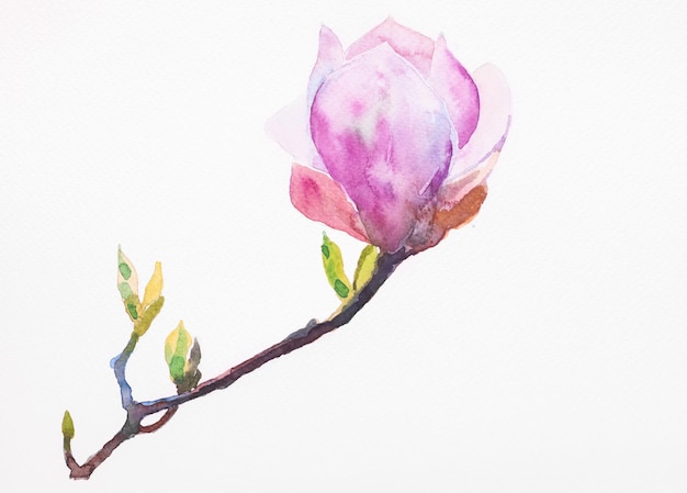 Ilustración acuarela de patrón de magnolia transparente pintado a mano