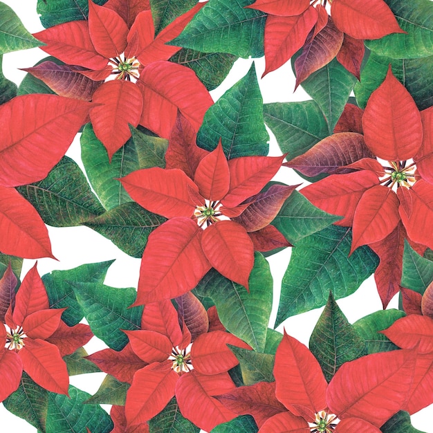 Ilustración de acuarela de patrones sin fisuras de poinsettia dibujado a mano Imagen floral de invierno realista de delicada flor roja sobre fondo blanco Para postal saludos de temporada envolviendo el logotipo de la etiqueta