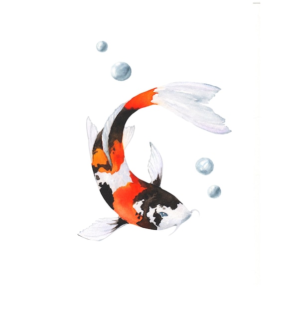 Ilustración acuarela de peces koi sobre fondo blanco