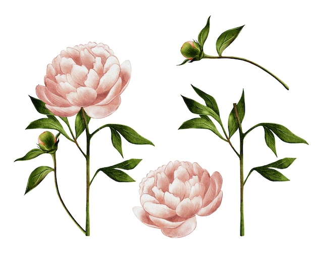 Ilustración de acuarela de peonías rosadas beige en fondo blanco para tiendas de flores ramos para el hogar