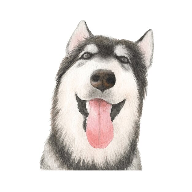 Ilustración de acuarela de perro malamute de Alaska