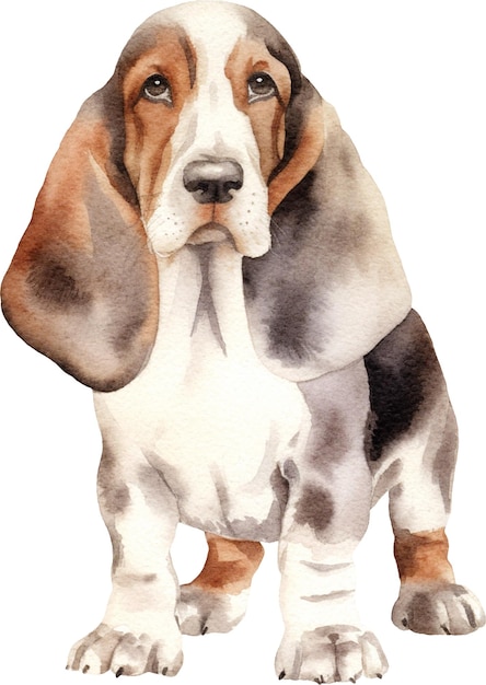Ilustración de acuarela de pie de perro Basset