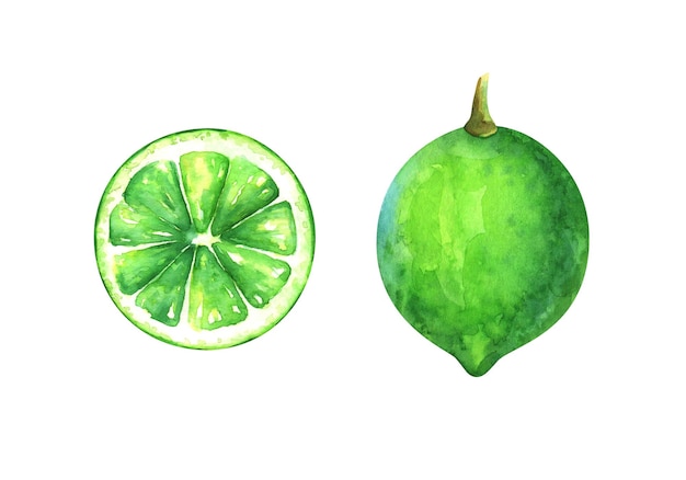 Ilustración de acuarela pintada a mano de una rodaja y una cal entera aislada sobre un fondo blanco