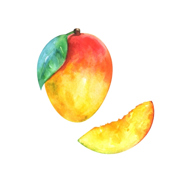 Ilustración de acuarela pintada a mano de una rodaja y un mango entero aislados sobre un fondo blanco