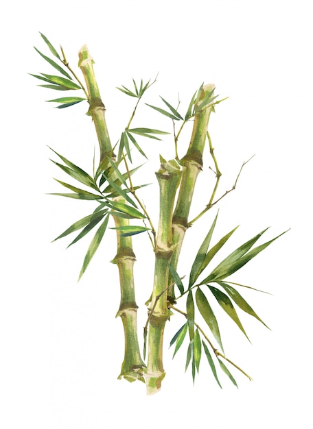Ilustración acuarela pintura de hojas de bambú, sobre fondo blanco.