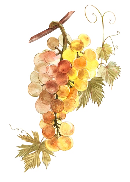Foto ilustración acuarela de racimos de uvas blancas.