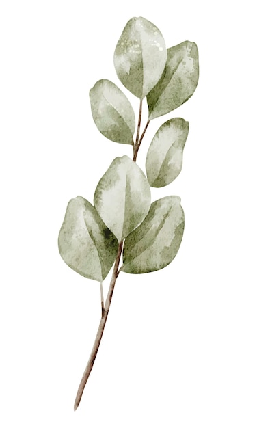 Ilustración en acuarela de una rama de eucalipto con hojas verdes suaves dibujo botánico para bodas
