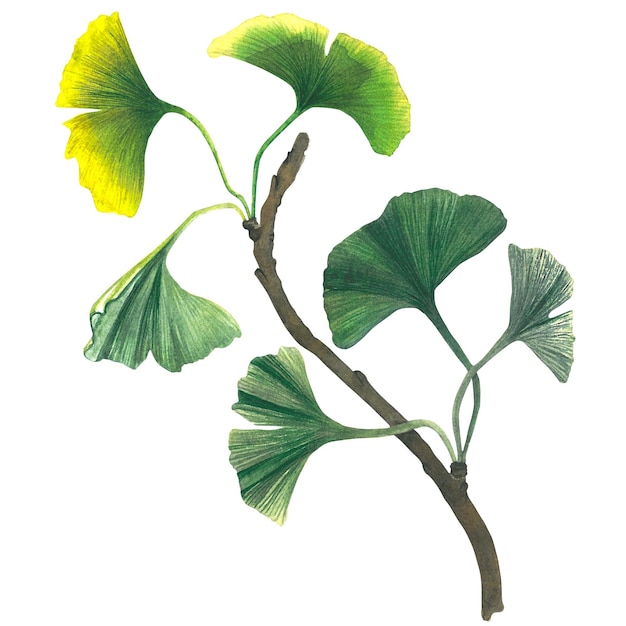 Ilustración en acuarela de una rama de ginkgo biloba con hojas dibujadas a mano sobre un fondo blanco