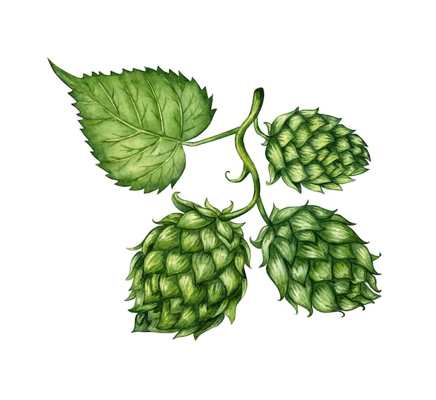 Ilustración en acuarela de una rama y hoja de lúpulo verde fresco para su uso en la industria cervecera Malta aislada Composiciones para carteles tarjetas pancartas volantes cubiertas carteles y otros productos impresos