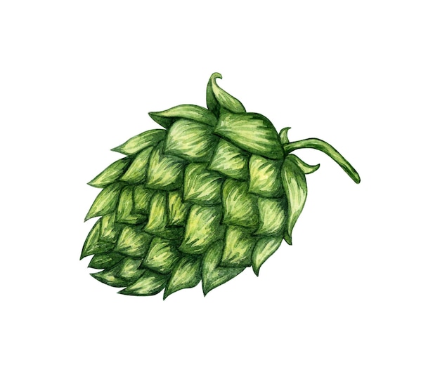 Ilustración en acuarela de una rama de lúpulo verde fresco para su uso en la industria cervecera Malta aislada Composición para carteles carteles postales pancartas volantes cubiertas carteles y otros productos de impresión