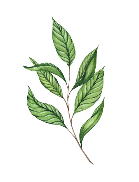 Ilustración en acuarela con una rama de té verde aislada sobre un fondo blanco Hojas de té y tallo de planta medicinal asiática e india Bebida caliente tradicional té negro verde y blanco Diseño del embalaje