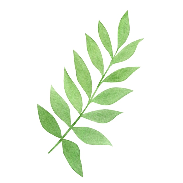 Ilustración acuarela de una ramita verde