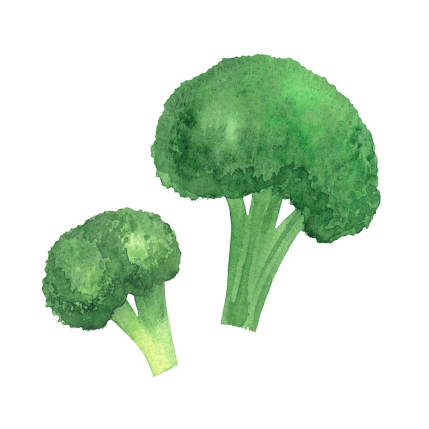 Ilustración acuarela repollo brócoli verduras cosecha imagen aislada