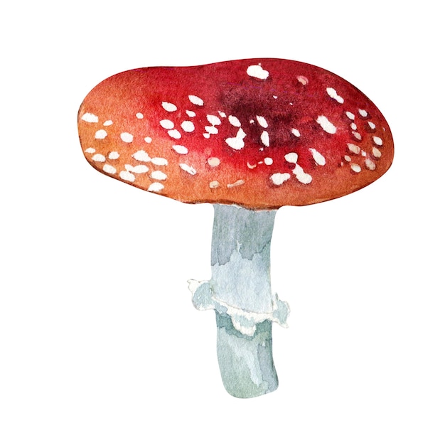 Ilustración de acuarela de toadstool agárico de mosca roja aislado sobre fondo blanco