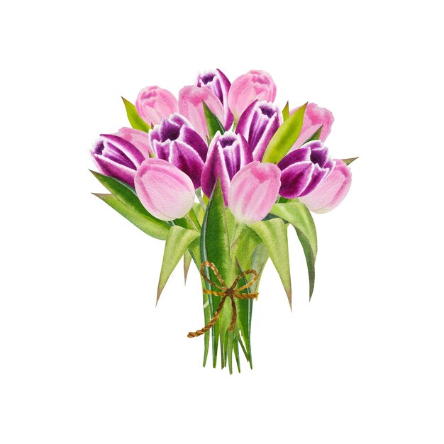 Ilustración acuarela de tulipanes rosa primavera aislado