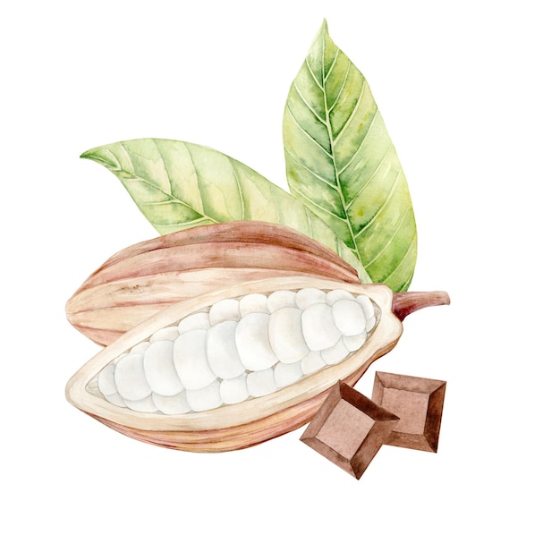 Ilustración en acuarela de vainas de cacao y barras de chocolate y grano de cacao con flores y hojas