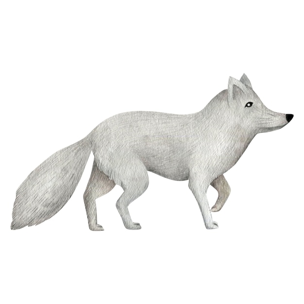 Ilustración acuarela de un zorro blanco aislado en un fondo blanco