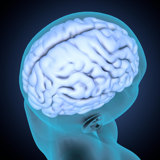 Ilustración de la anatomía del cerebro humano en 3D