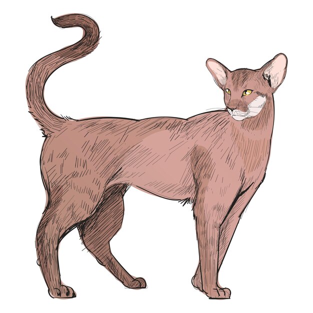 Ilustración de un animal de pelo corto oriental con fondo transparente