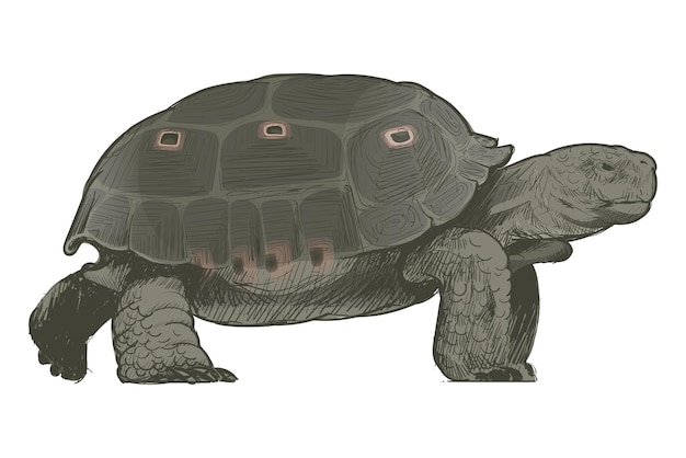 Ilustración de un animal tortuga de color verde oscuro con fondo transparente
