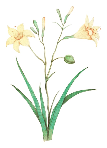 Ilustración antigua de la flor del lirio amarillo