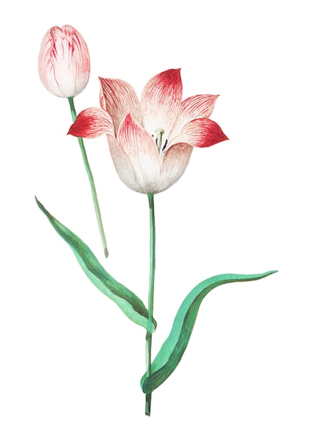 Ilustración antigua de la flor del tulipán