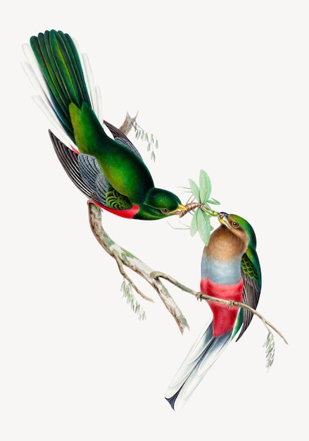 Ilustración antigua de Narina Trogon Remezclada por rawpixel