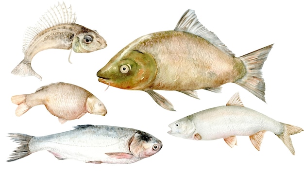 La ilustración de arte de clip de acuarela de peces de río hipoftalmichthys está dibujada a mano