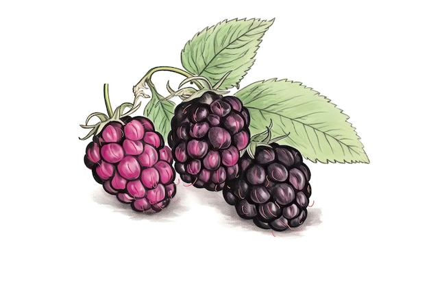 Ilustración de Blackberry