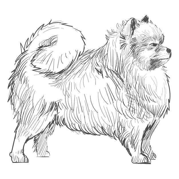 Ilustración del boceto del perro pomeraniano de fondo transparente