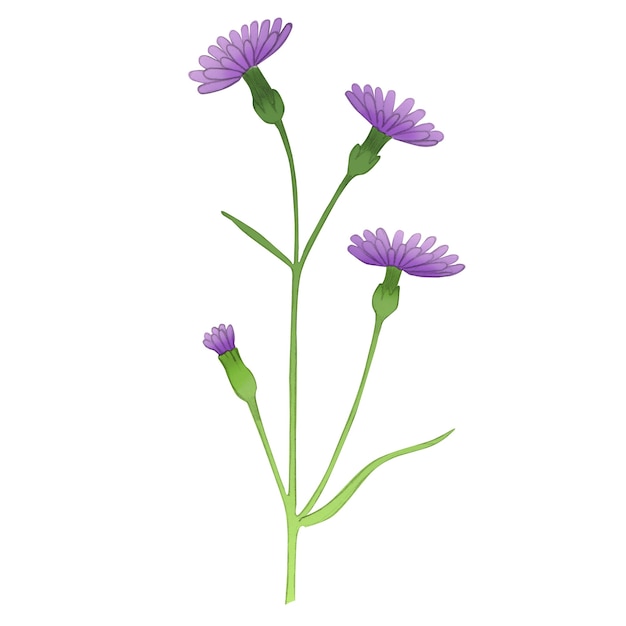 Foto ilustración botánica de aciano. flor violeta en tallo verde. dibujado a mano salvaje bluebonnet aislado