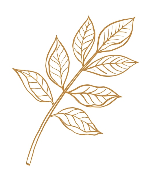 Ilustración botánica antigua de hojas marrones png clipart