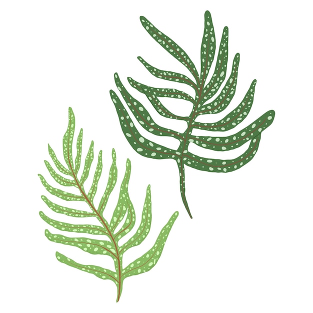 Ilustración botánica de la planta de pegatina de hoja de gern de PNG