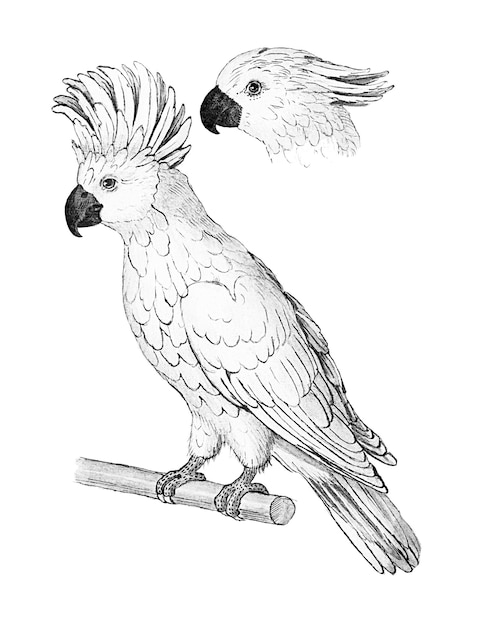 Ilustración de la cacatúa de cresta de salmón vintage