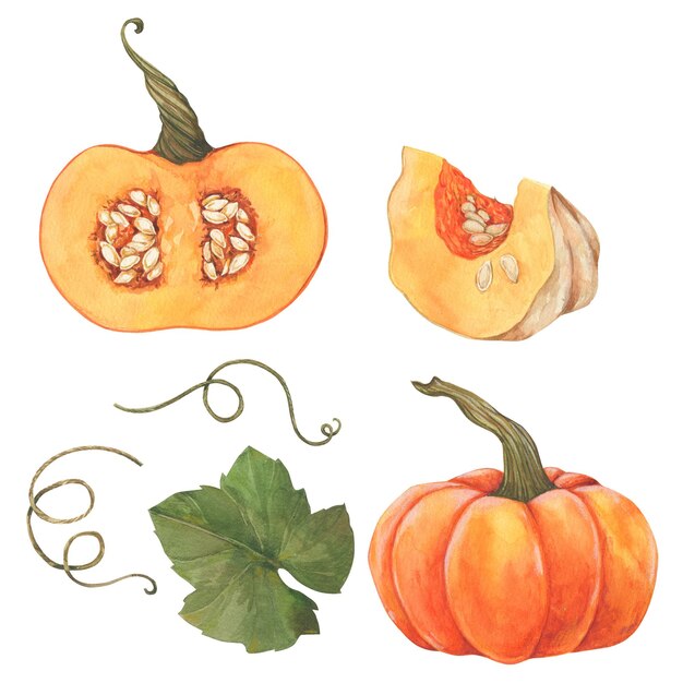 Ilustración de calabaza dibujada a mano en acuarela de Acción de Gracias Halloween