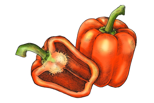 Ilustración de Capsicum png de fondo transparente