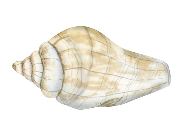 Ilustración de concha de espiral de acuarela en colores beige y gris aislado en blanco
