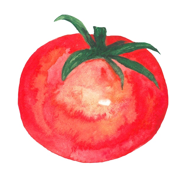 Ilustración dibujada a mano en acuarela de tomate rojo