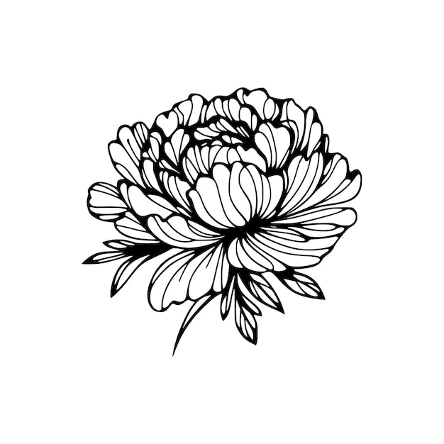 Ilustración dibujada a mano por Peony Vector