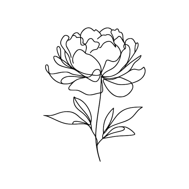 Ilustración del dibujo de la flor de la peonía
