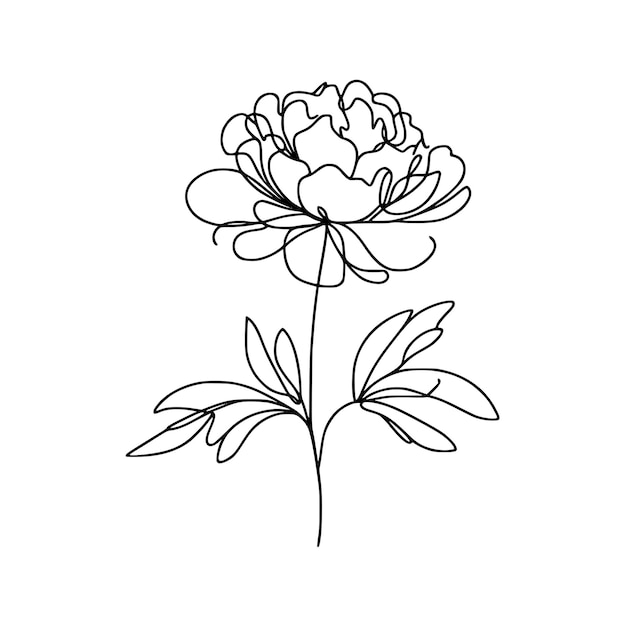 Ilustración del dibujo de la flor de la peonía