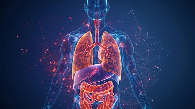 Ilustración digital de la anatomía humana con órganos internos brillantes que muestran los pulmones el sistema digestivo y