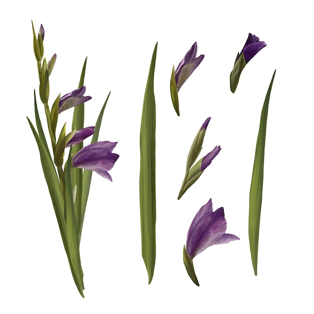 Ilustración digital dibujada a mano de gladiolos de acuarela con flores y hojas violetas aisladas