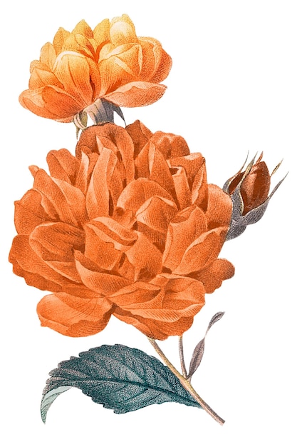 Ilustración estética de clip art png floral remezclada de imágenes de dominio público antiguas