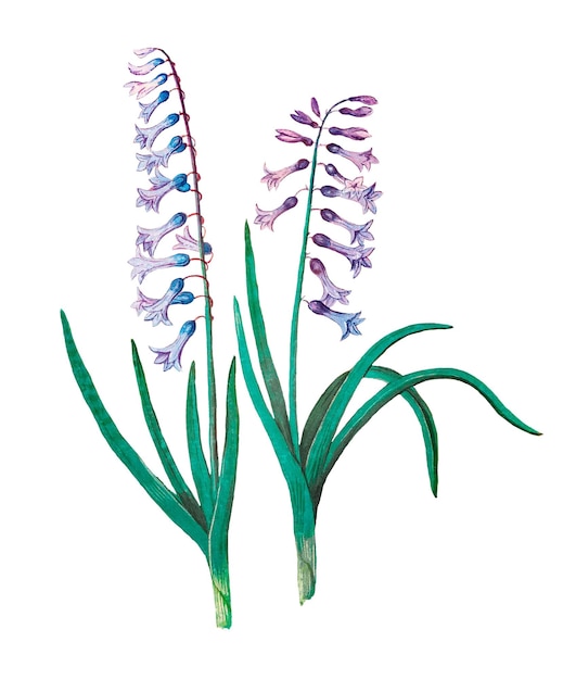 Ilustración de la flor del jacinto de época