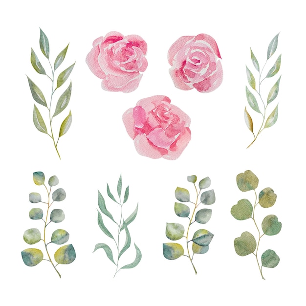 Ilustración floral en acuarela Conjunto de rosas rosadas rosadas y rosas verdes de eucalipto para decoración