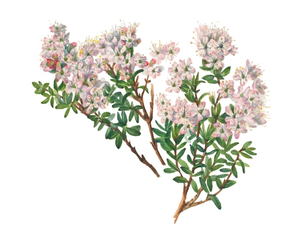 Ilustración floral de mirta de arena dibujada a mano