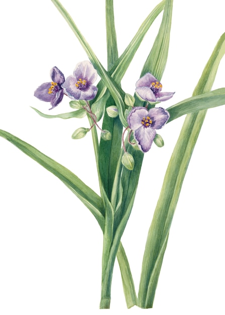 Ilustración de florecimiento de la araña de Virginia vintage pegatina png
