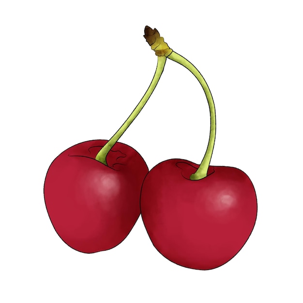 Ilustración de frutas de cerezas rojas dulces o prunus avium Ilustración en acuarela de dibujos animados en blanco