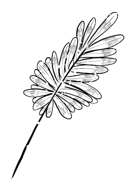 Ilustración de garabateo de la rama de la hoja Png de fondo transparente